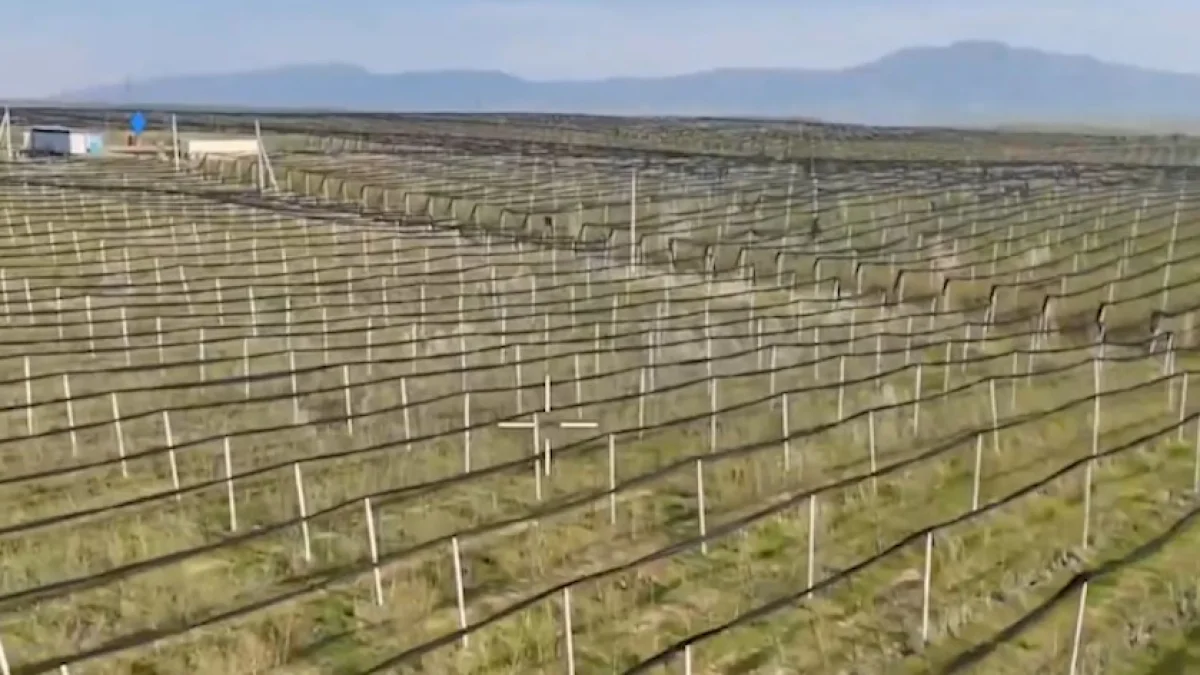 Интенсивті алма бағы: Шымкентте мембағдарлама арқылы жүздеген млн теңге ұрланған