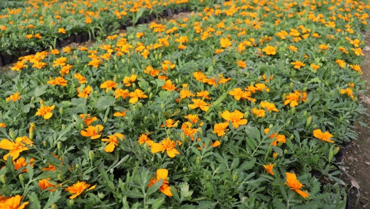 Ауылға серпін берген AMANAT жобасы: Айша бибідегі жерасты жылыжайының табысты тәжірибесі