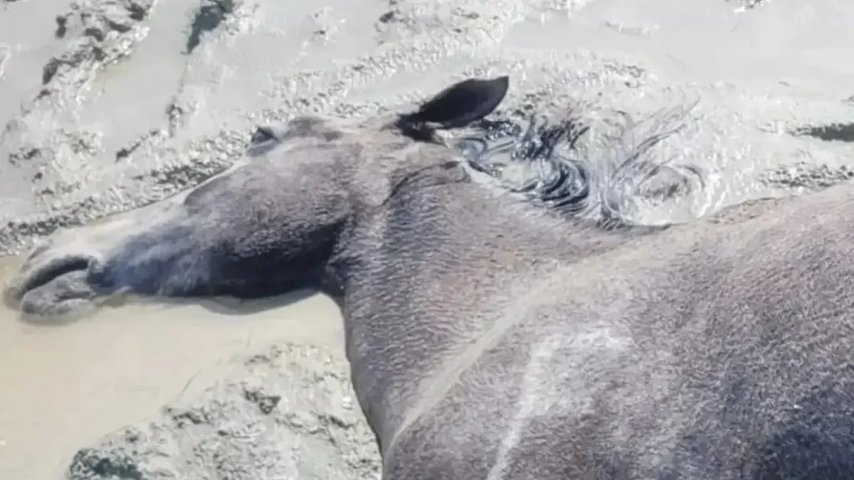 Маңғыстау облысында жүздеген жылқы қырылып қалды