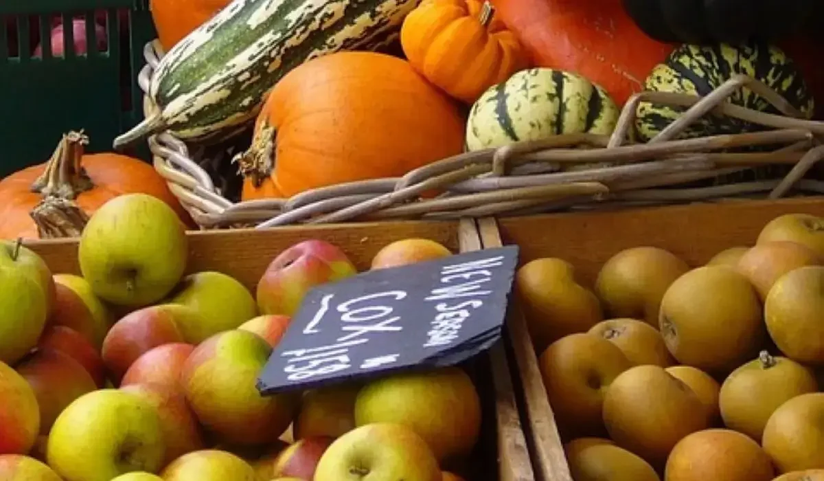 Агроөнеркәсіпте маман тапшы: ауыл шаруашылығына жаңа реформалар енгізілмек