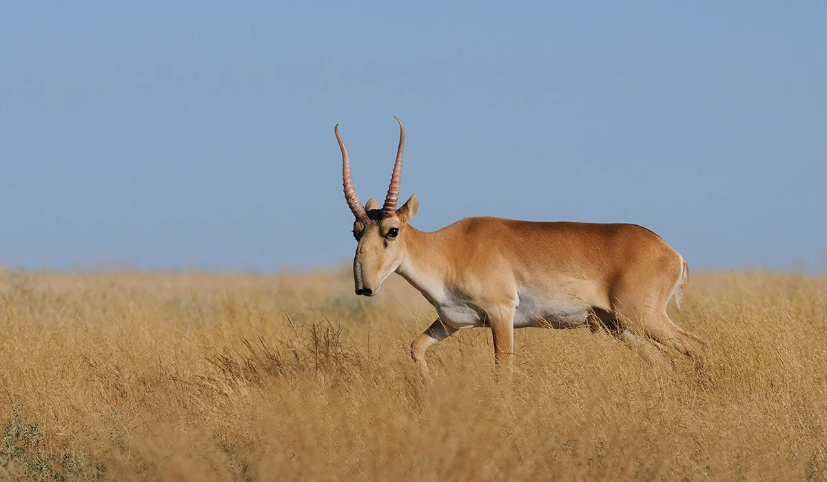 Атырау облысында киіктер жаппай қырылып жатыр