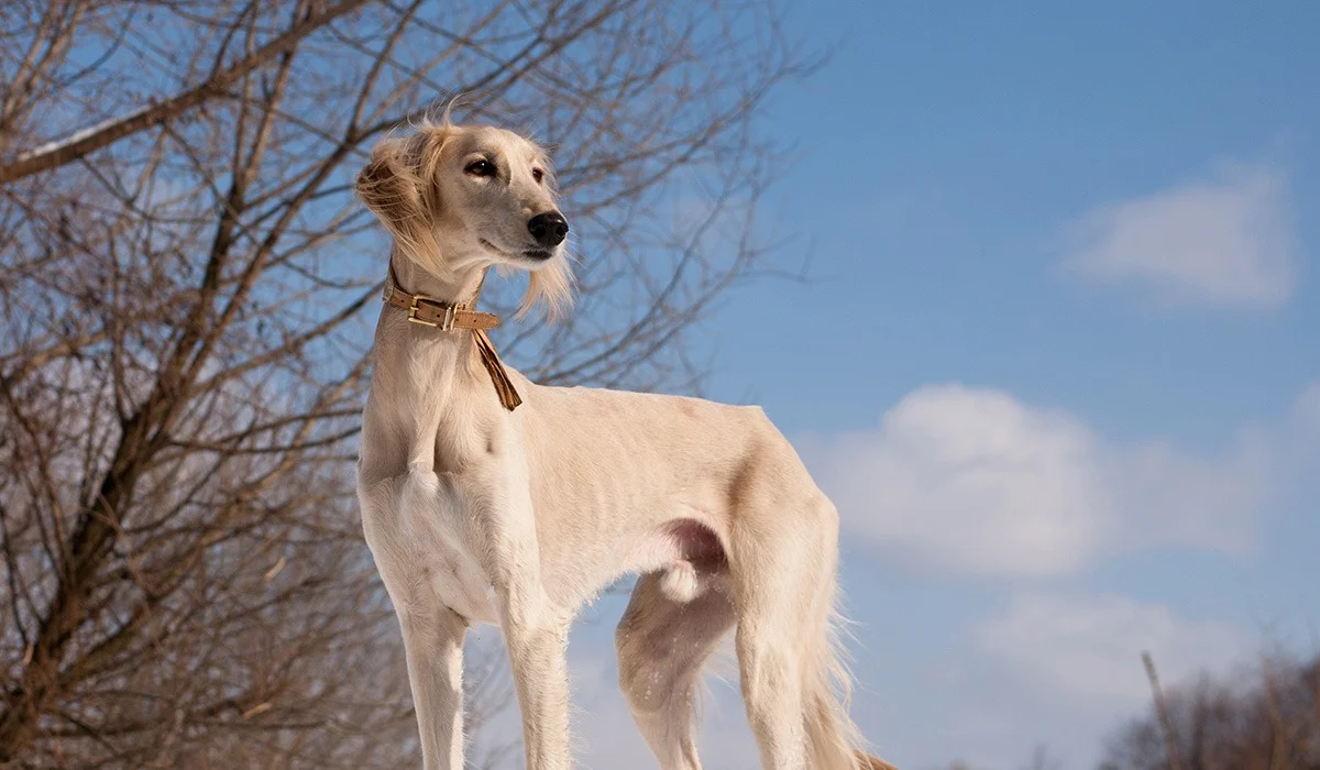Қазақстанда 8 күннен кейін жаңа мереке пайда болады