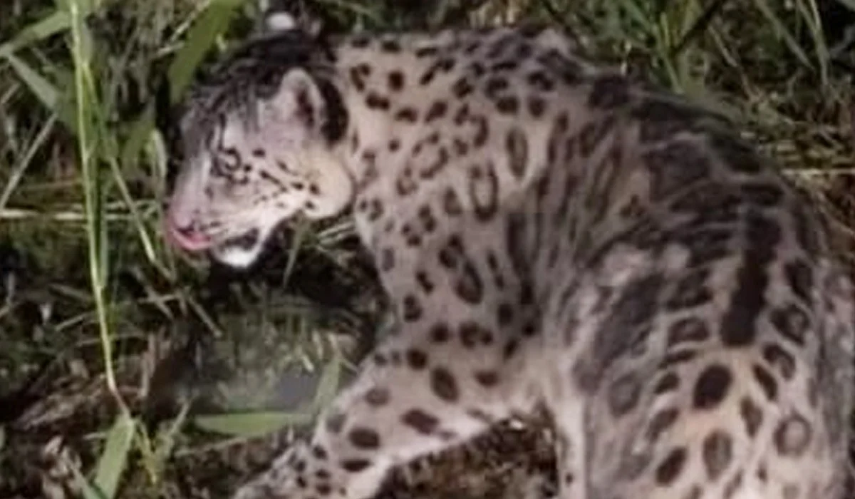 Жетісу облысында сирек кездесетін қар барысы жүр