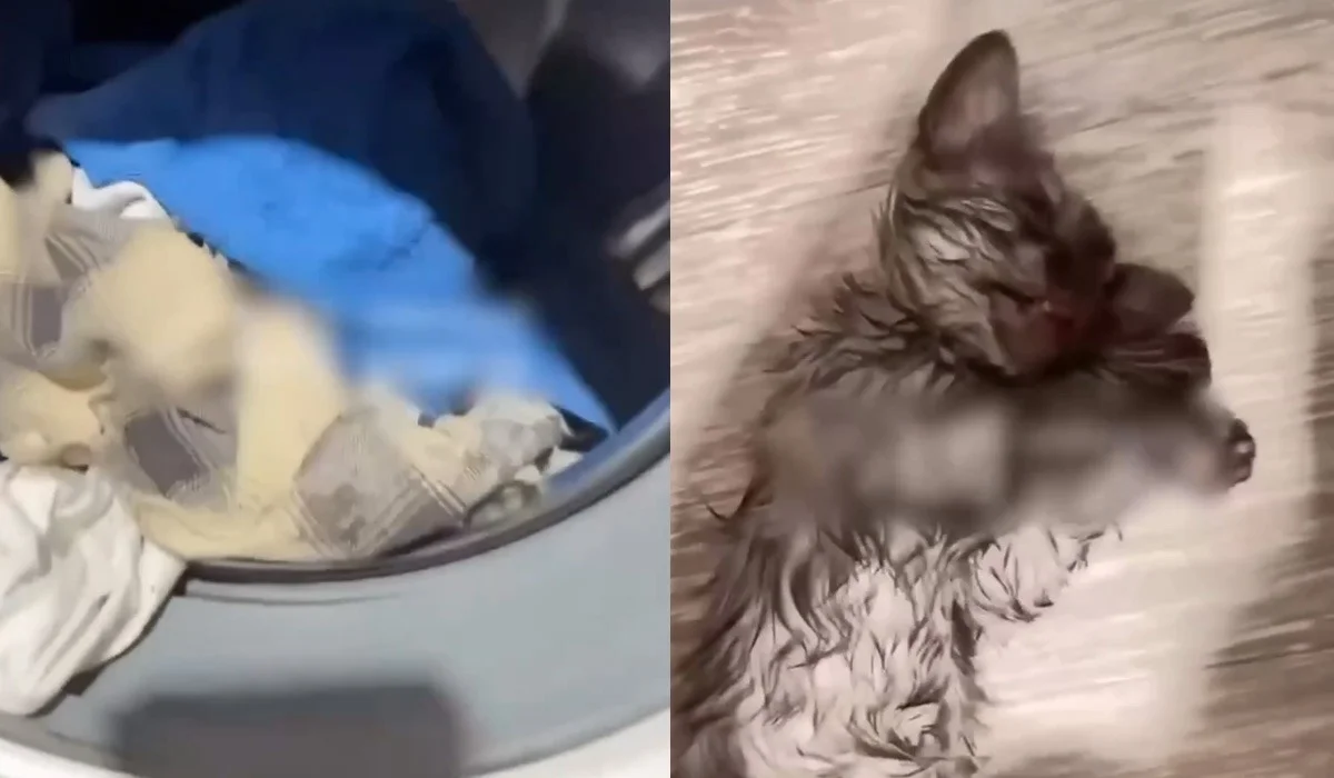 Семейде мысығын кір жуғыш машинаға салып, жуып өлтірген әйелге айыппұл салынды