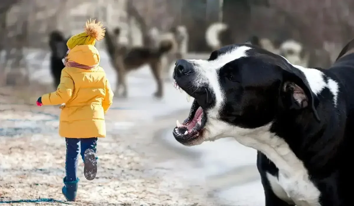 «Емі жоқ»: Қазақстанда былтыр құтырма ауруынан 3 адам көз жұмды