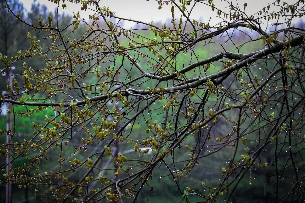 Жаңбыр, найзағай: 23 сәуірде барлық өңірде дауылды ескерту жарияланды