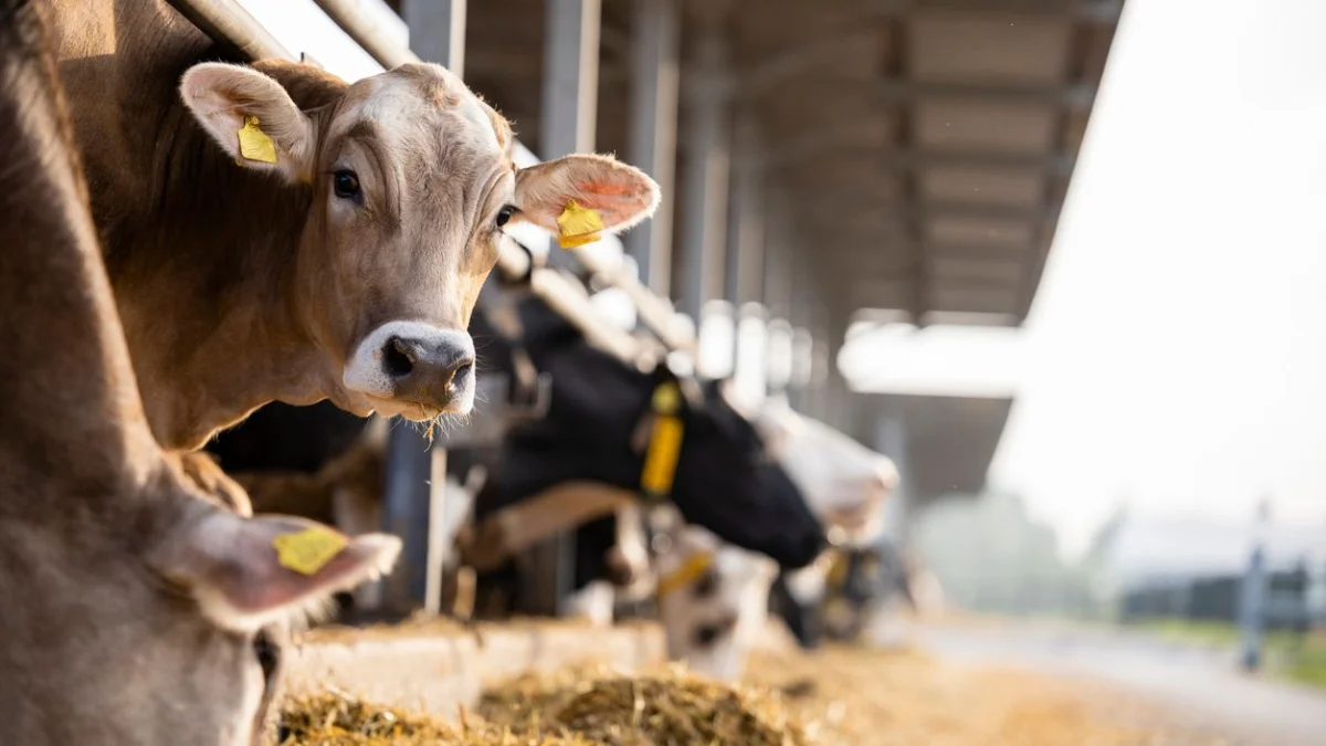 Абай облысында шаруа қожалығының басшысы агробизнеске бөлінген 211 млн теңгені оңды-солды шашқан