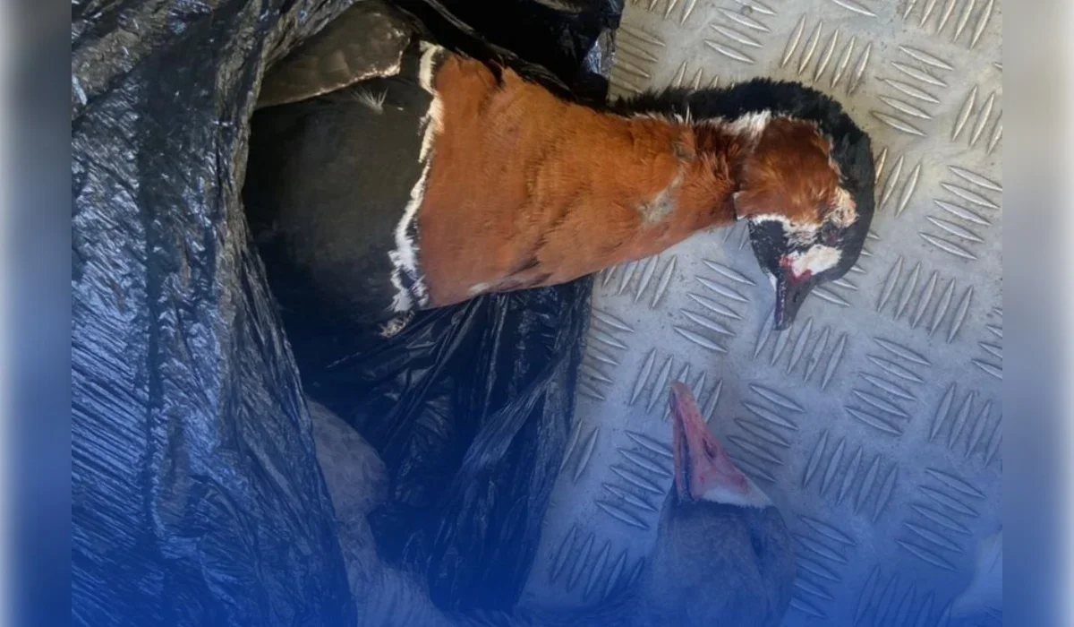 Қызыл кітапқа енген құсты атып алған: Ақмола облысындағы блок-бекетте жүргізуші ұсталды