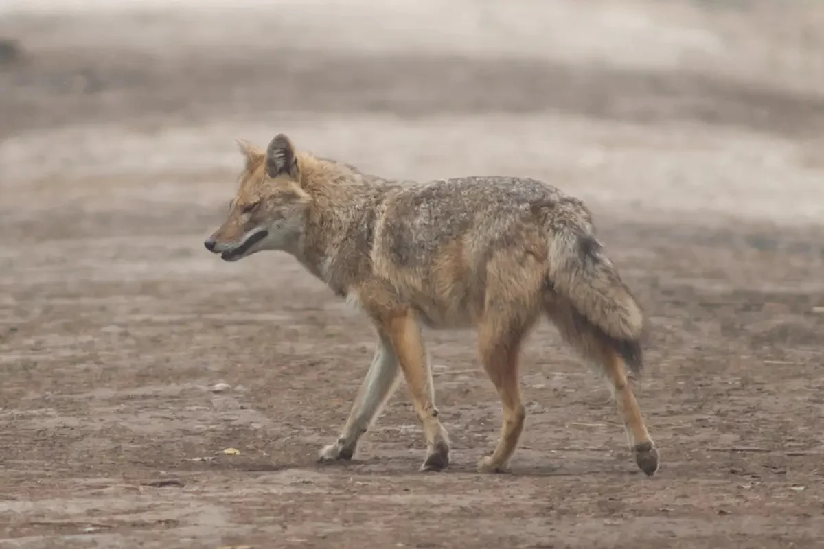 Түркістан облысында шибөрі екі бала мен бір ер адамды талап тастады