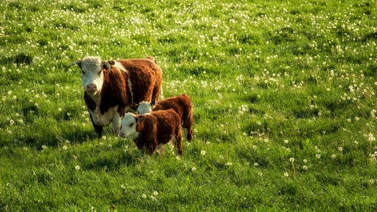 Қазақстан соңғы 15 жылда Даниядан 10,7 мың бас асыл тұқымды ірі қара мал сатып алған