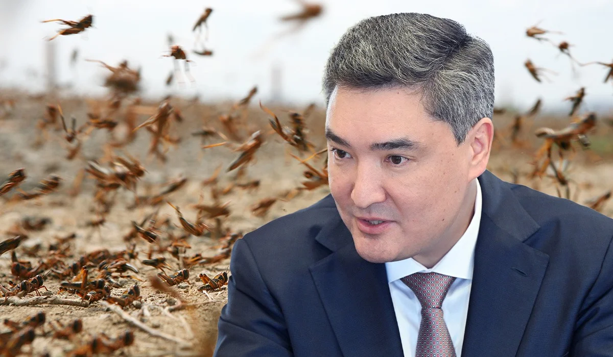 Бектенов АШМ мен әкімдерге шегірткеге қарсы күресті күшейтуді тапсырды