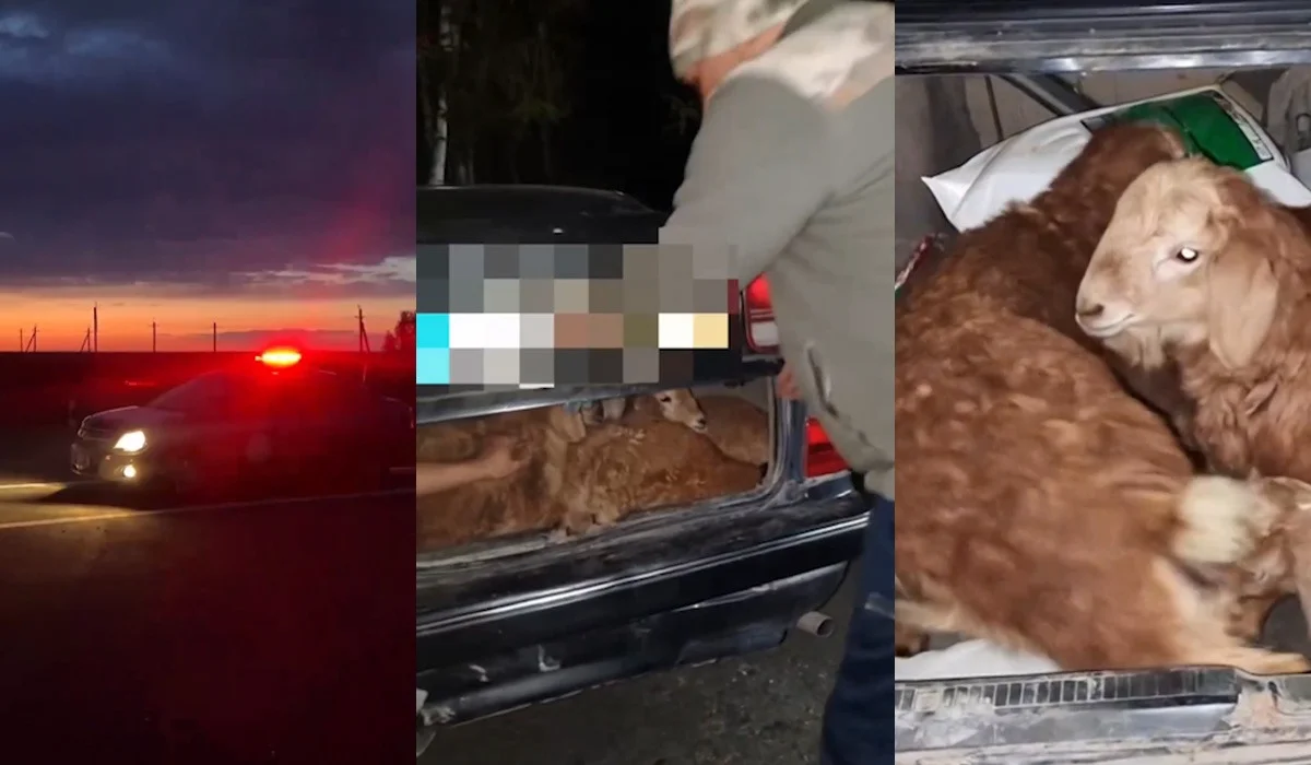 Құрбан айт алдындағы ұрлық: ШҚО-да ер адам көршісінің төрт қойын көлігінің багажына салып алған (ВИДЕО)