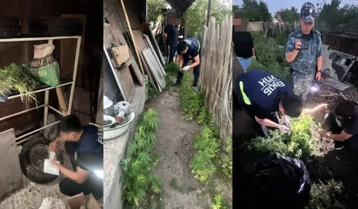 Шахтинск қаласының тұрғыны үйінің ауласын есірткі алқабына айналдырған