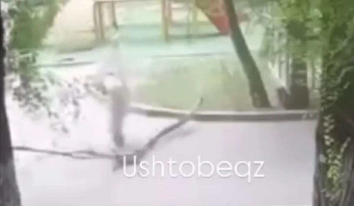 Үштөбеде аулада жүрген жасөспірім қыздың үстіне ағаш бұтағы құлап кетті (ВИДЕО)