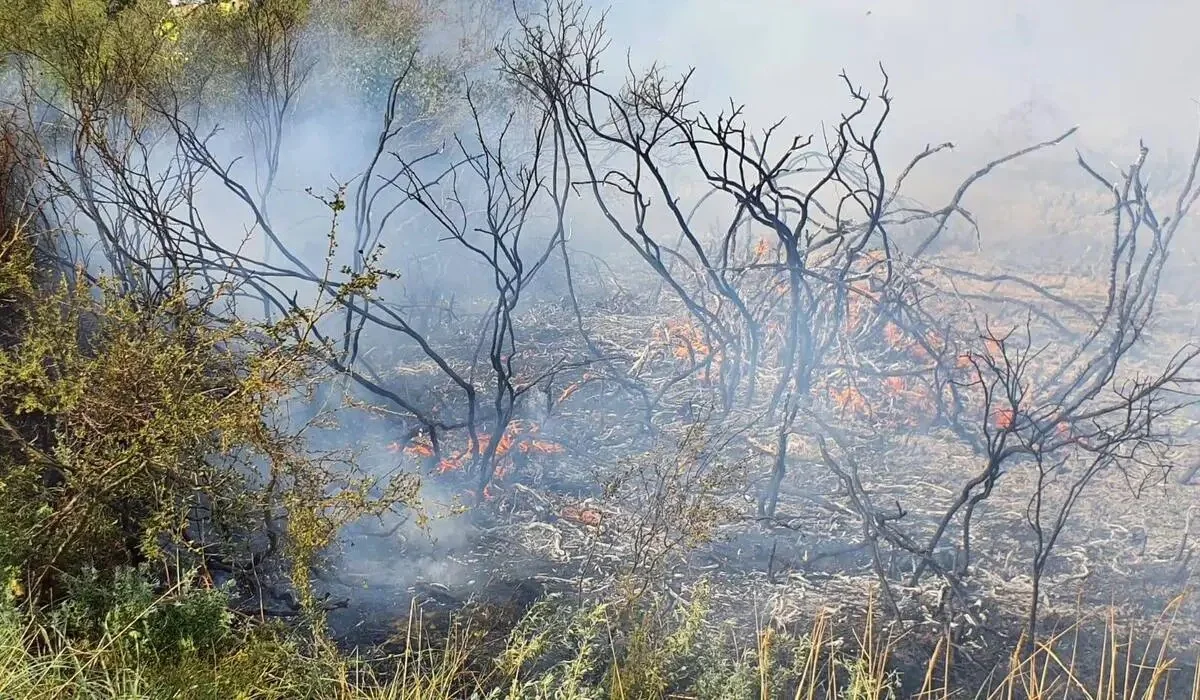 Қазақстанда бір тәулікте үш орман өрті тіркелді