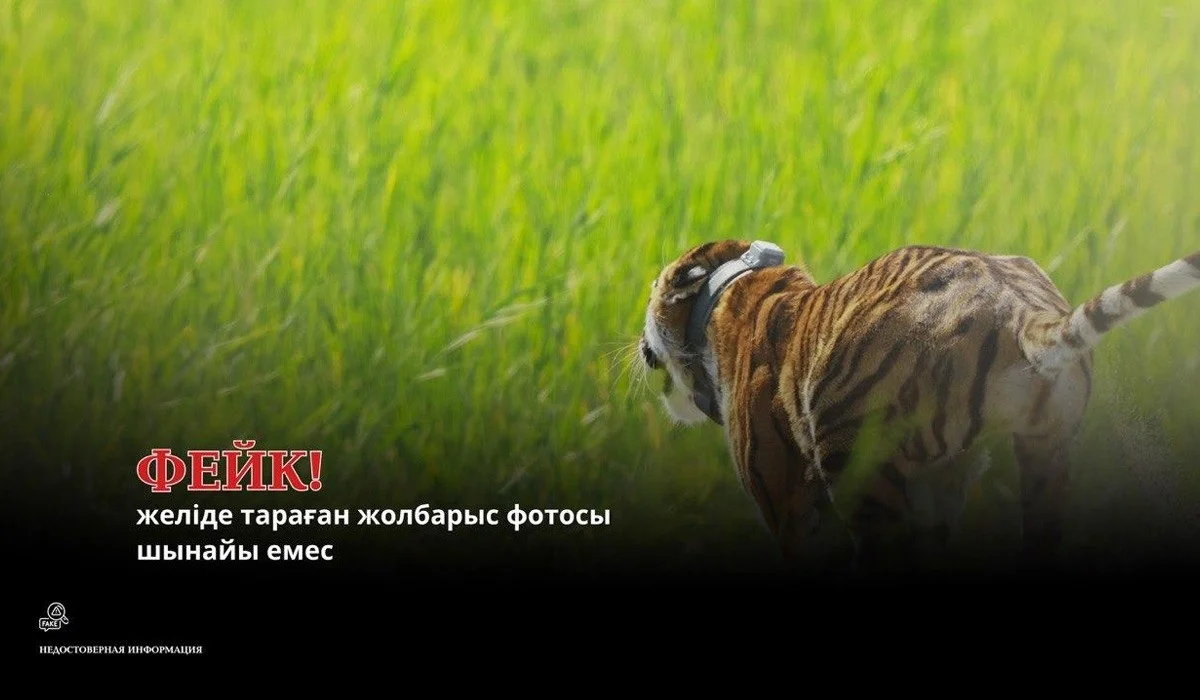 «Іле-Балқашта» жолбарыс жүргені туралы тараған ақпарат жалған болып шықты