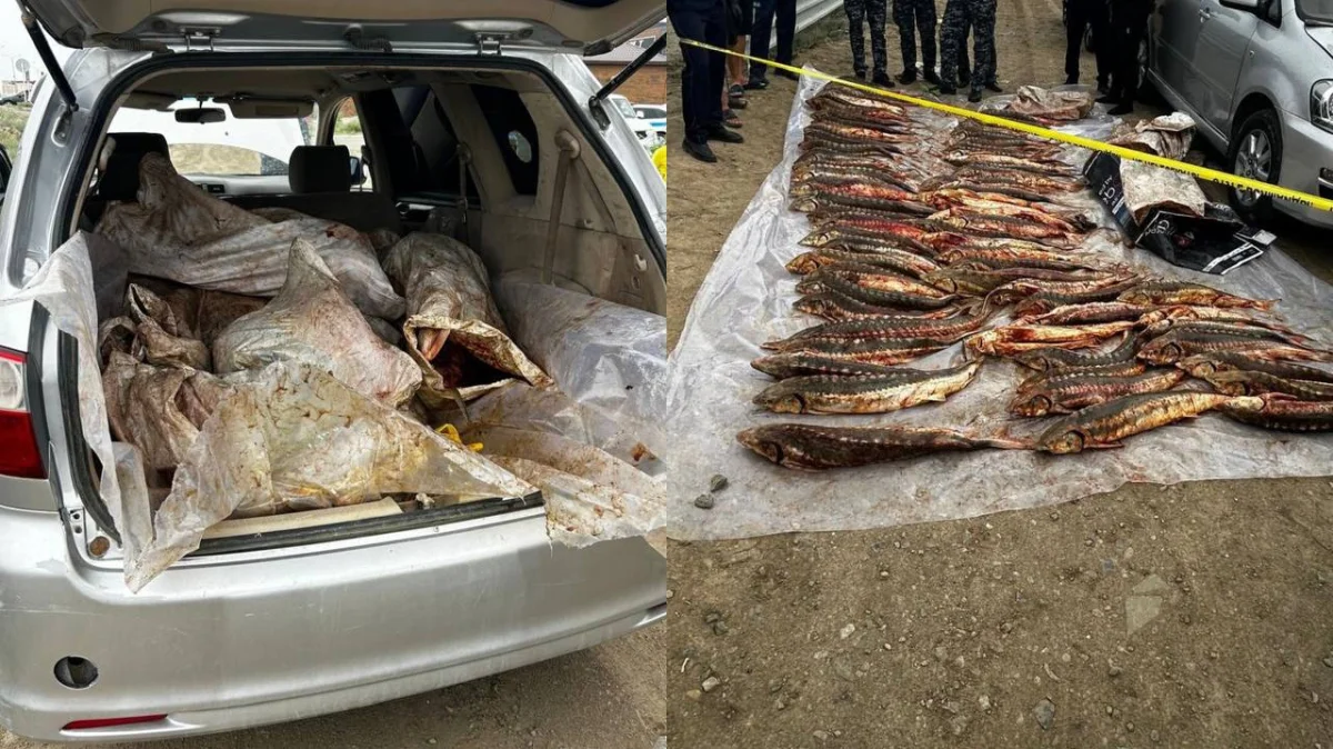 Атырауда 277 келіге жуық бекіре балығын заңсыз тасымалдағандар ұсталды