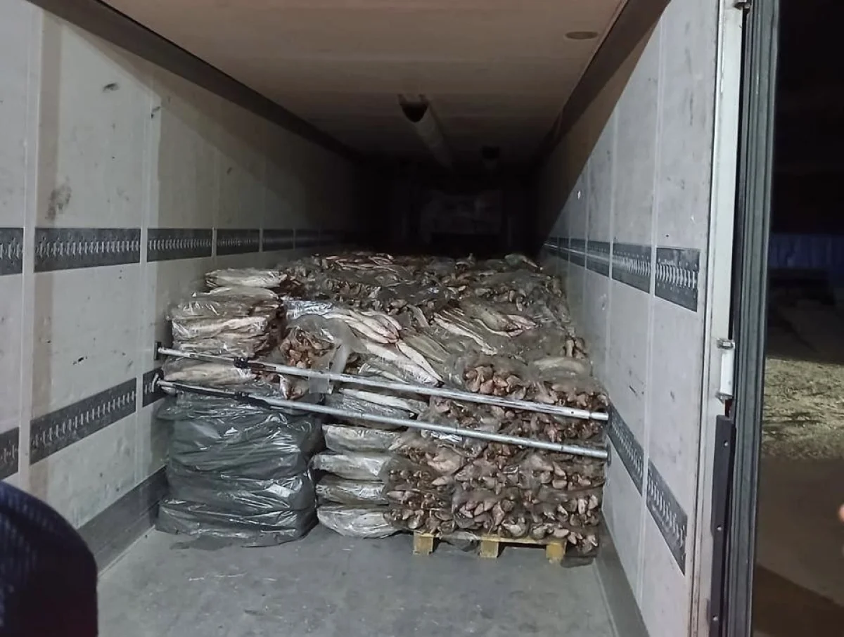 Атырау облысында 17 тоннадан астам заңсыз балық тәркіленді