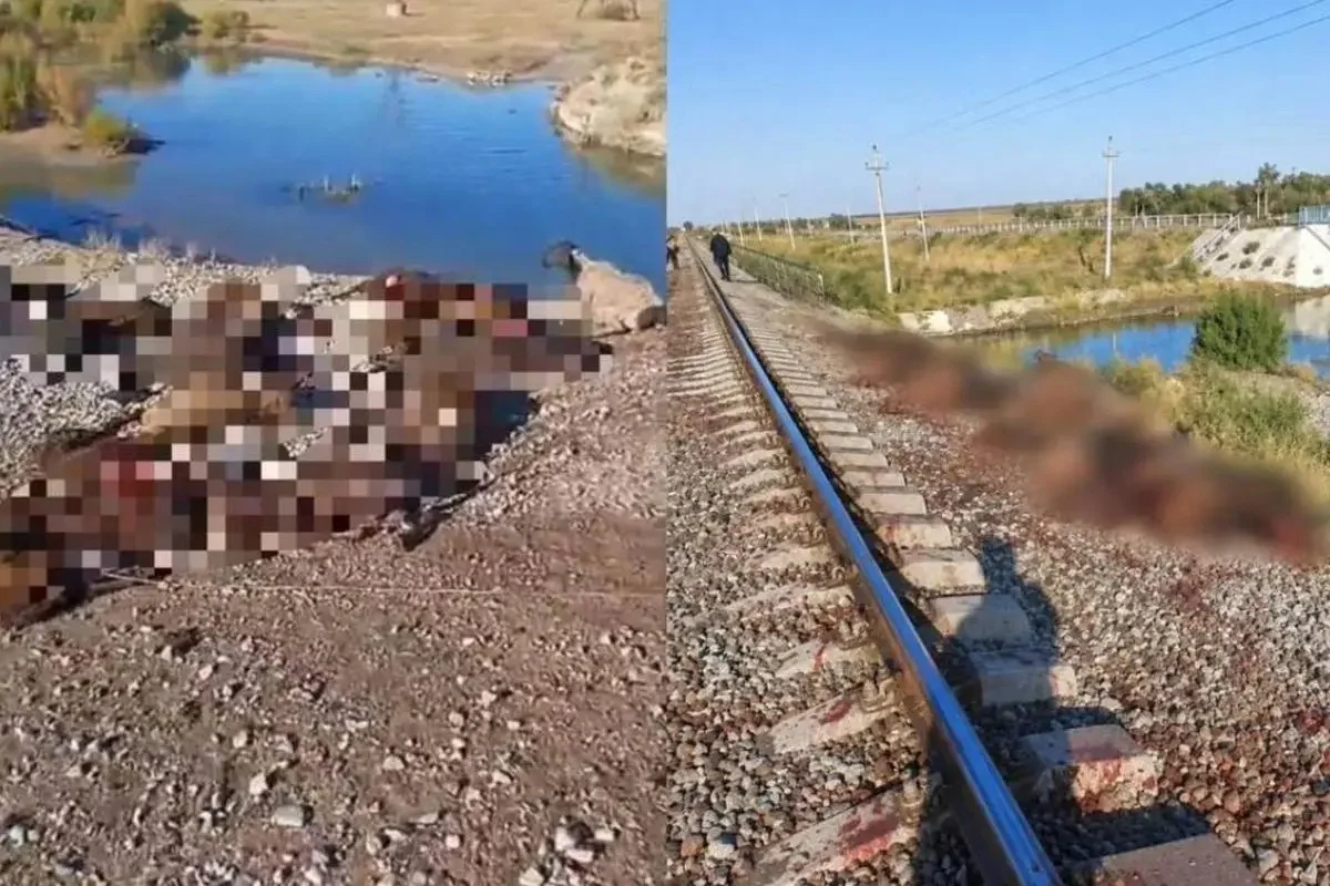 Жамбыл облысында жүк пойызы 70 қойды қағып кетті
