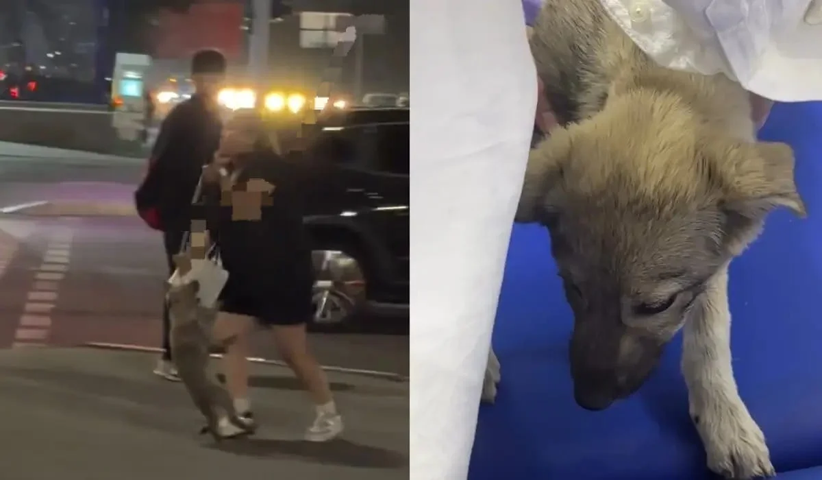Алматыда байлаулы итін қорлаған әйел психоневрологиялық есепте тұрған – полиция
