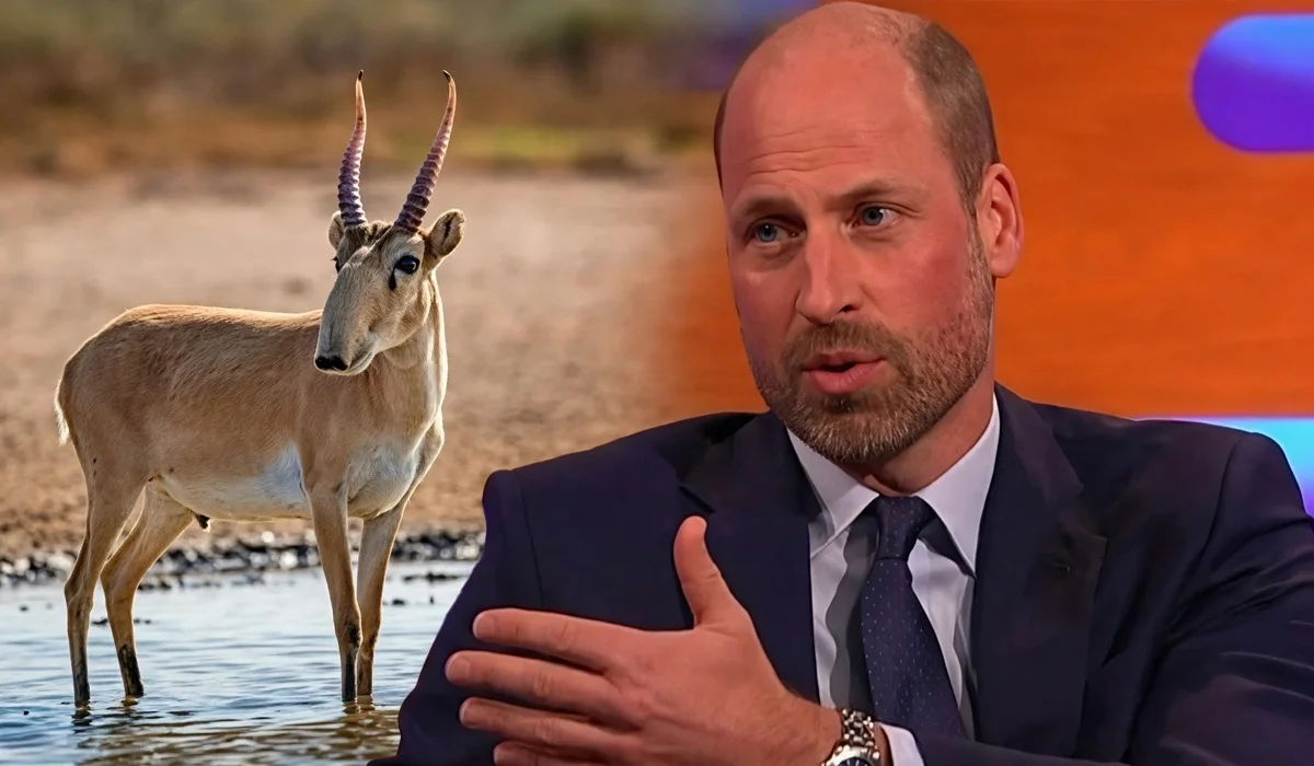 Қазақстандағы ақбөкен популяциясы туралы Ұлыбритания ханзадасы жылы пікір білдірді (ВИДЕО)