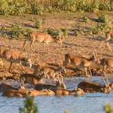 Ақтөбеде құны 80 млн теңгеден асатын ақбөкен мүйізі тәркіленді