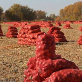 Ресейден заңсыз жолмен 170 тоннадан астам картоп жеткізілмек болған