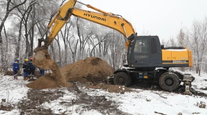 «11 мың ағашты рұқсатсыз кескен». Алматы әкімдігі ағаш кескен кәсіпкерді тоқтата алмай отыр