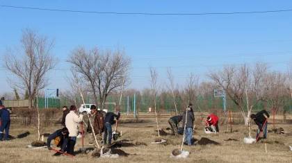 Петропавл тұрғындары мәселе көтерді: «Еккен ағаштар қурап, ақша желге ұшып жатыр»