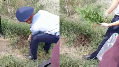 Қызылорда облысында есірткі өсірген тұрғын ұсталды
