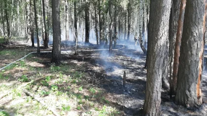 Бурабай ауданында жай түсіп, орман өртенді