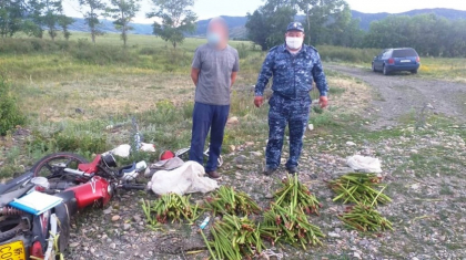 ШҚО-да сирек кездесетін дәрілік өсімдік жинаған азамат қолға түсті