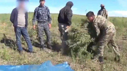 Түркістан облысының екі тұрғыны Шу ауданында есірткі жинаған