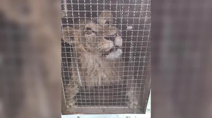 Ақтаулық арыстан Алматы зообағына жеткізіледі