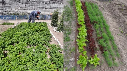 ШҚО түрмесіндегі жазасын өтеуші қыста гүл, жазда құлпынай өсіреді