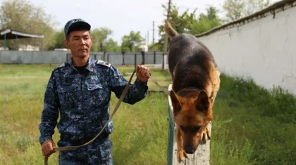 Ақтөбе облысында қызметтік иттердің көмегімен 200-ден астам қылмыс ашылды