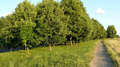 2025 жылға дейін Қазақстанда 2 млрд түп ағаш егілмек