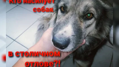Елордада ит зорлағандарға қатысты тергеу басталады - «Астана Ветсервис»