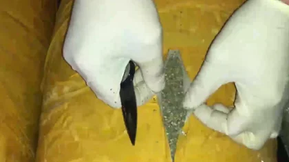 СҚО-да аса ірі көлемде марихуана тәркіленді