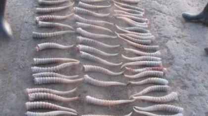 Ақтөбе облысында браконьерлерден 167 киік мүйізі тәркіленді