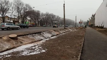 Алматыда кесілген ағаштардың орнына 30 түп емен отырғызылды