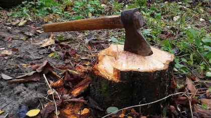 Павлодар облысында орманшы 8,5 млн теңгенің ағашын заңсыз кескен