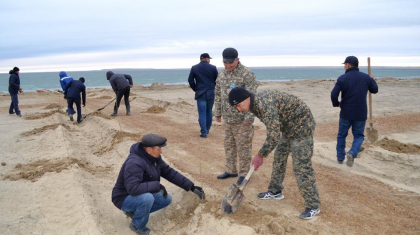 Аралдың айналасына ағаш отырғызылады