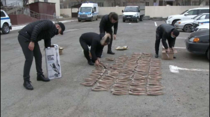 Атыраулық екі азаматтың көлігінен 364 киік мүйізі тәркіленді