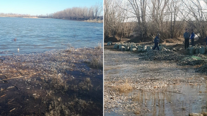 Экология министрлігі Қобда ауданындағы балықтардың жаппай қырылу себебін түсіндірді
