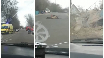 Алматы облысында үш бас сиырды қаққан көліктегі жолаушы мерт болды