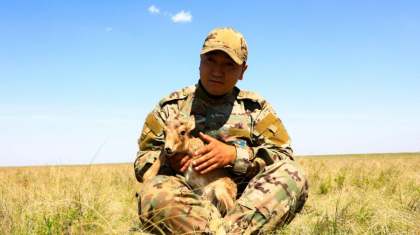 Инспектор «киіктің лағы адам құшақтағаннан өліп қалады» деген уәжге жауап берді