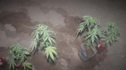 Түркістан облысының тұрғыны егістікті жалға алып, сора еккен