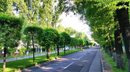 Алматыдағы әрбір ағаштың төлқұжаты болады – Сағынтаев
