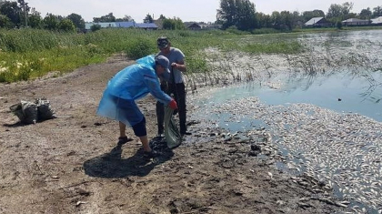 СҚО-да жарты тонна балық қырылып қалды